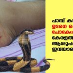 Anti-snake venom Hospital in Kerala